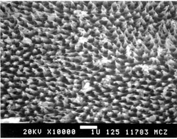 Media type: image; Herpetology R-7740